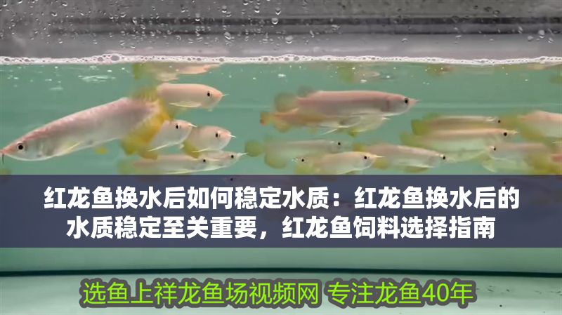 紅龍魚換水后如何穩定水質：紅龍魚換水后的水質穩定至關重要，紅龍魚飼料選擇指南