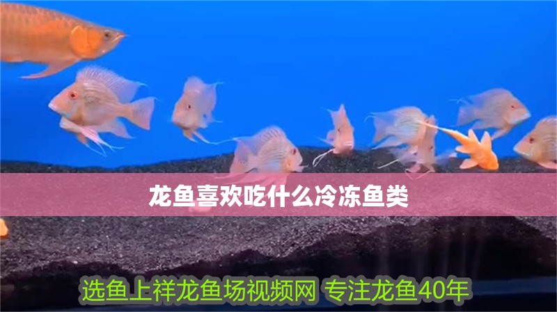 龍魚喜歡吃什么冷凍魚類