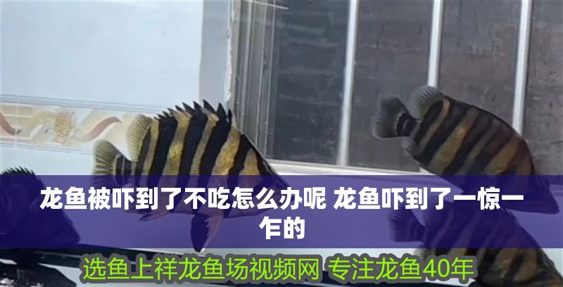 龍魚被嚇到了不吃怎么辦呢 龍魚嚇到了一驚一乍的