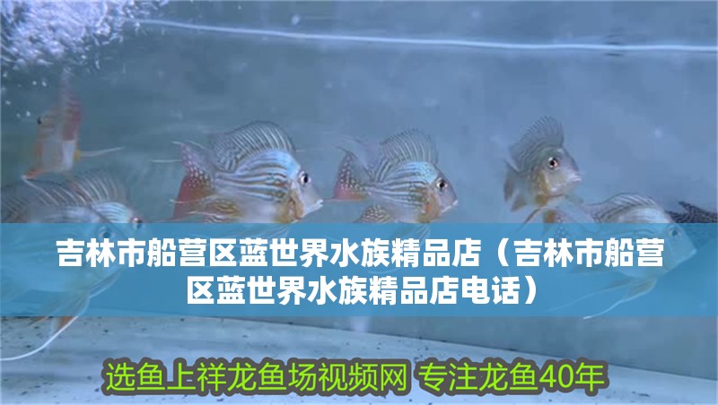 吉林市船營區藍世界水族精品店（吉林市船營區藍世界水族精品店電話）