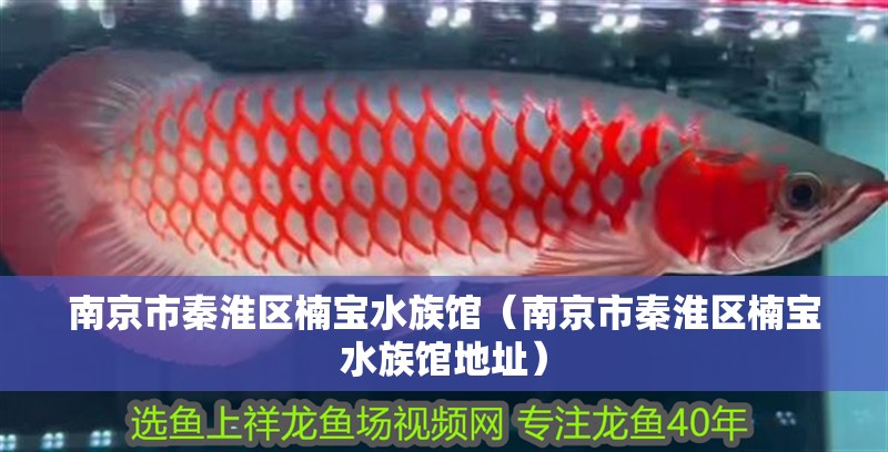 南京市秦淮區楠寶水族館（南京市秦淮區楠寶水族館地址）