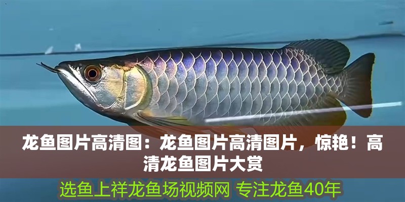 龍魚圖片高清圖：龍魚圖片高清圖片，驚艷！高清龍魚圖片大賞