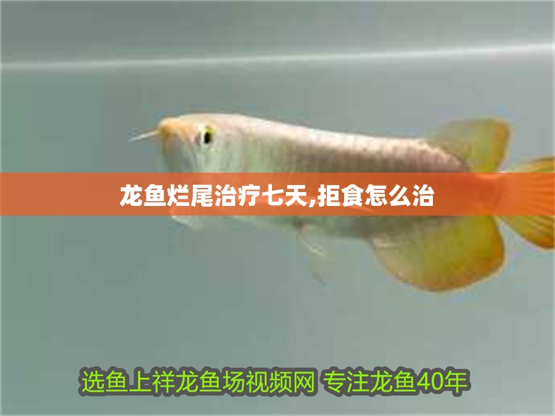 龍魚爛尾治療七天,拒食怎么治