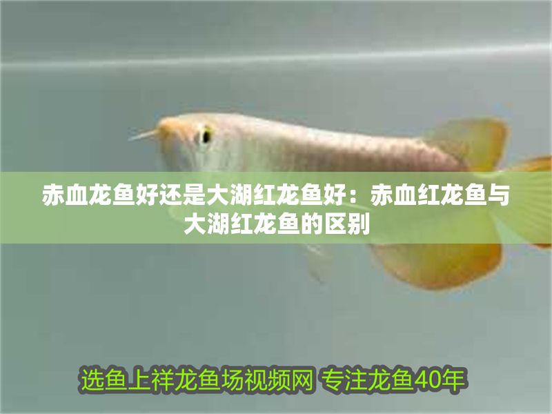 赤血龍魚好還是大湖紅龍魚好：赤血紅龍魚與大湖紅龍魚的區別