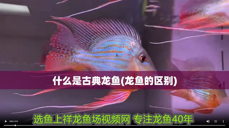什么是古典龍魚(龍魚的區(qū)別)