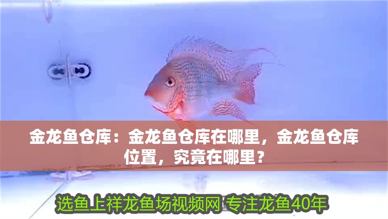 金龍魚倉庫：金龍魚倉庫在哪里，金龍魚倉庫位置，究竟在哪里？