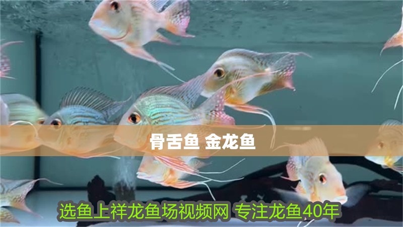 骨舌魚 金龍魚 骨舌魚 金龍魚 龍魚百科 第2張
