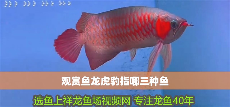 觀賞魚龍虎豹指哪三種魚