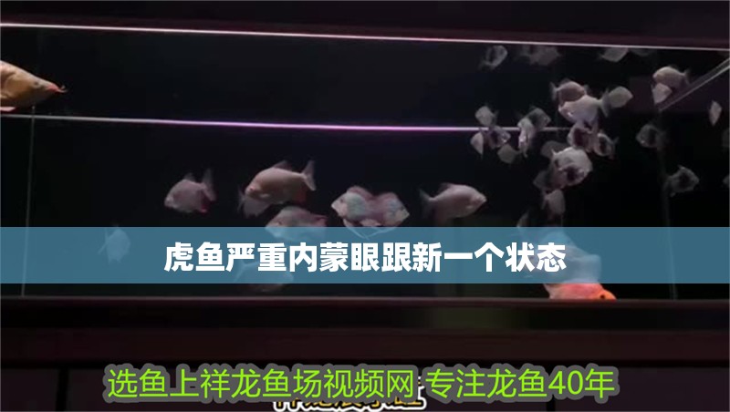 虎魚嚴重內蒙眼跟新一個狀態