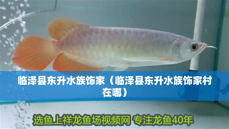 臨澤縣東升水族飾家（臨澤縣東升水族飾家村在哪）