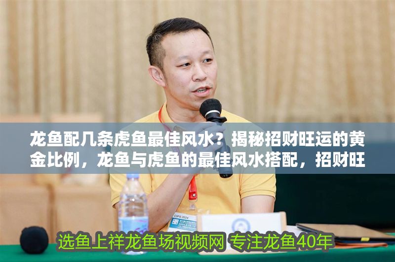 龍魚配幾條虎魚最佳風水？揭秘招財旺運的黃金比例，龍魚與虎魚的最佳風水搭配，招財旺運的黃金比例揭秘