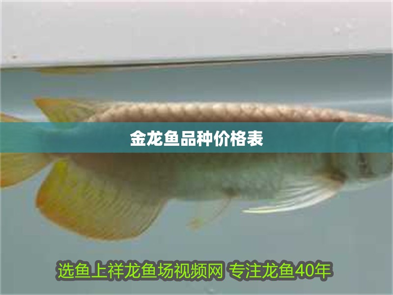 金龍魚品種價格表
