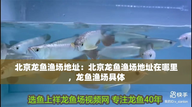 北京龍魚漁場地址：北京龍魚漁場地址在哪里，龍魚漁場具體