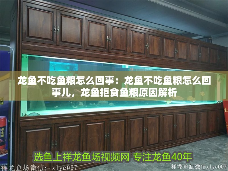 龍魚不吃魚糧怎么回事：龍魚不吃魚糧怎么回事兒，龍魚拒食魚糧原因解析