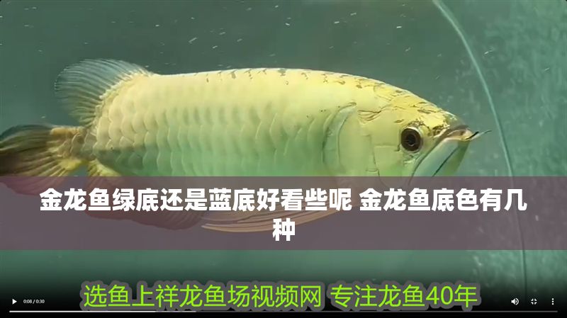 金龍魚綠底還是藍底好看些呢 金龍魚底色有幾種 龍魚百科 第1張 金龍魚綠底還是藍底好看些呢 金龍魚底色有幾種 金龍魚綠底還是藍底好看些呢 金龍魚底色有幾種 龍魚百科 第1張