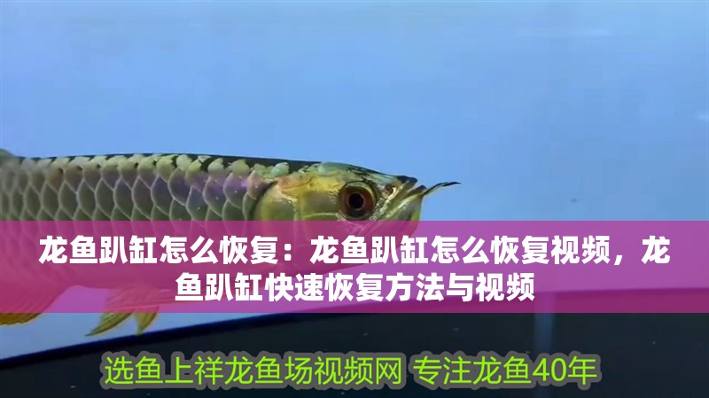 龍魚趴缸怎么恢復(fù)：龍魚趴缸怎么恢復(fù)視頻，龍魚趴缸快速恢復(fù)方法與視頻