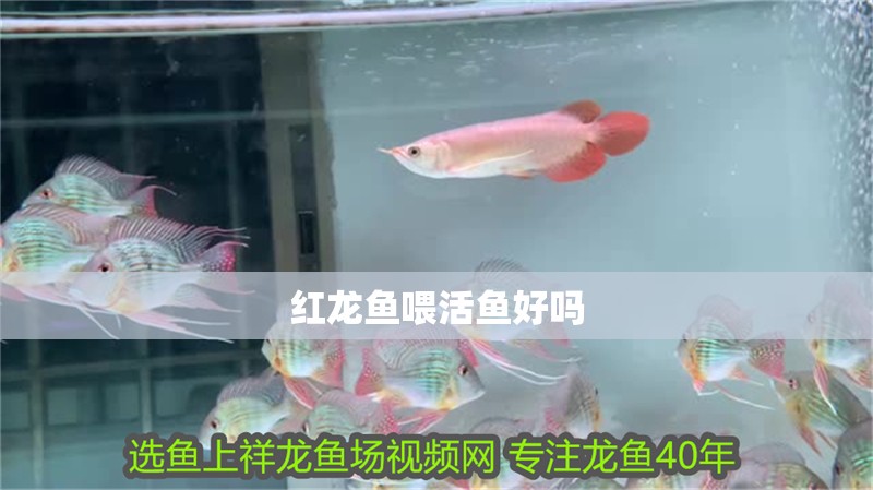 紅龍魚喂活魚好嗎