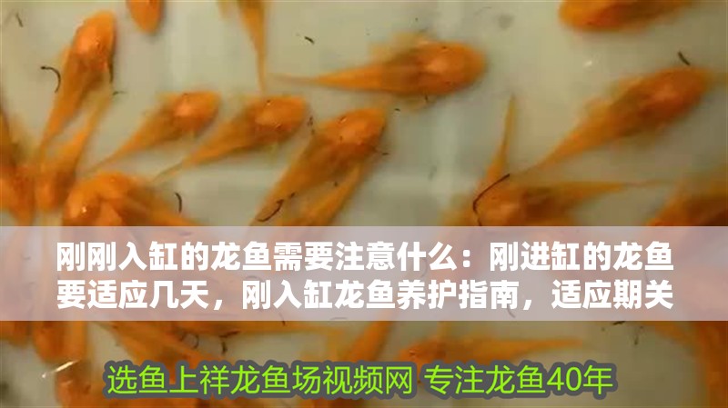 剛剛入缸的龍魚需要注意什么：剛進缸的龍魚要適應幾天，剛入缸龍魚養護指南，適應期關鍵要點解析