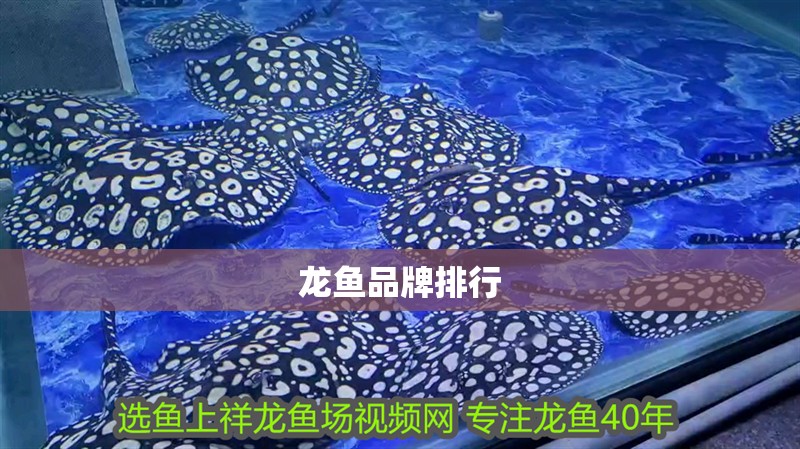 龍魚品牌排行