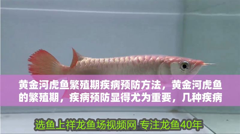黃金河虎魚繁殖期疾病預(yù)防方法，黃金河虎魚的繁殖期，疾病預(yù)防顯得尤為重要，幾種疾病預(yù)防方法