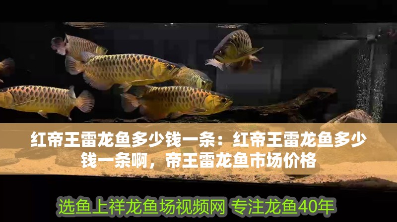 紅帝王雷龍魚(yú)多少錢(qián)一條：紅帝王雷龍魚(yú)多少錢(qián)一條啊，帝王雷龍魚(yú)市場(chǎng)價(jià)格