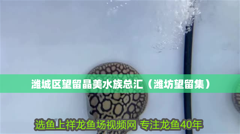 濰城區(qū)望留晶美水族總匯（濰坊望留集） 濰城區(qū)望留晶美水族總匯（濰坊望留集） 全國水族館企業(yè)名錄 第2張