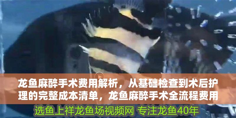 龍魚麻醉手術費用解析，從基礎檢查到術后護理的完整成本清單，龍魚麻醉手術全流程費用詳解，從術前檢查到術后護理的完整成本清單
