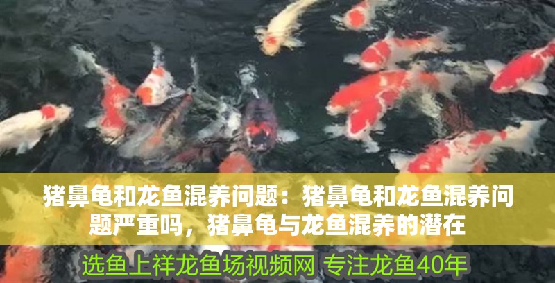 豬鼻龜和龍魚混養問題：豬鼻龜和龍魚混養問題嚴重嗎，豬鼻龜與龍魚混養的潛在