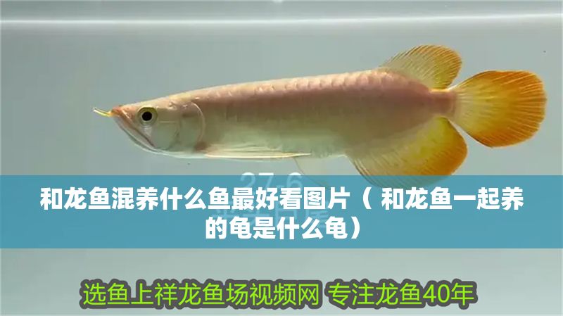 和龍魚混養(yǎng)什么魚最好看圖片（ 和龍魚一起養(yǎng)的龜是什么龜） 和龍魚混養(yǎng)什么魚最好看圖片（ 和龍魚一起養(yǎng)的龜是什么龜） 銀龍魚百科 第1張