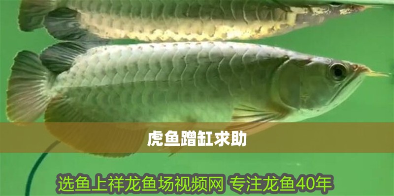 虎魚蹭缸求助