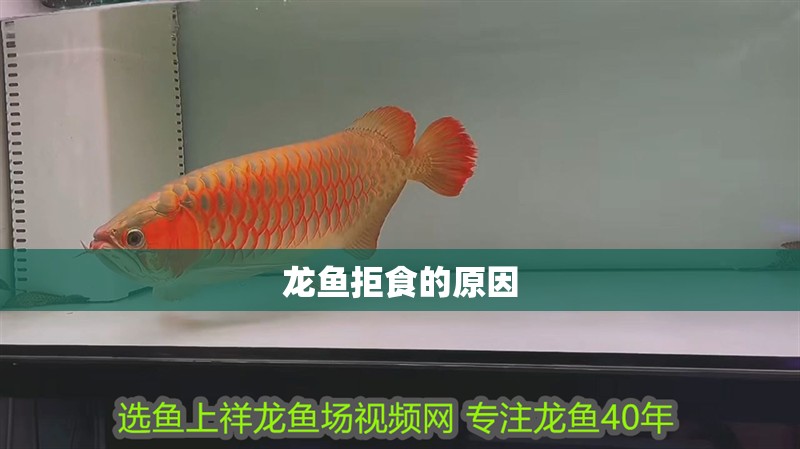 龍魚拒食的原因