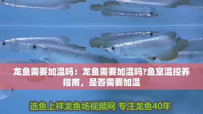 龍魚需要加溫嗎：龍魚需要加溫嗎?魚室溫控養指南，是否需要加溫