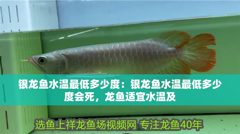 銀龍魚水溫最低多少度：銀龍魚水溫最低多少度會死，龍魚適宜水溫及