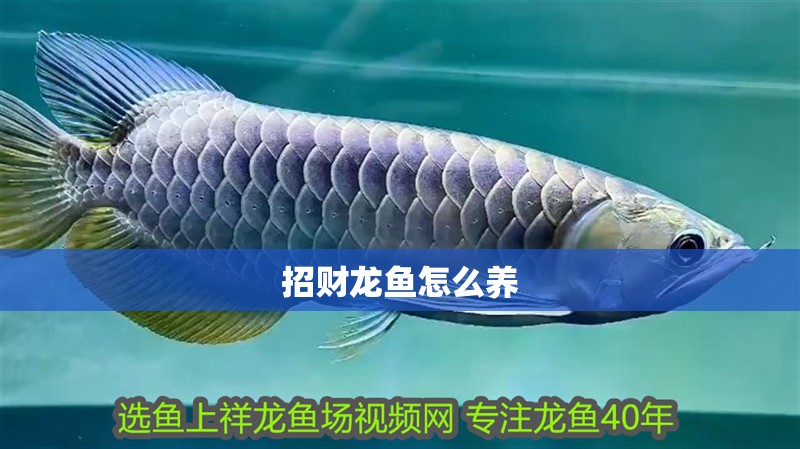 招財龍魚怎么養