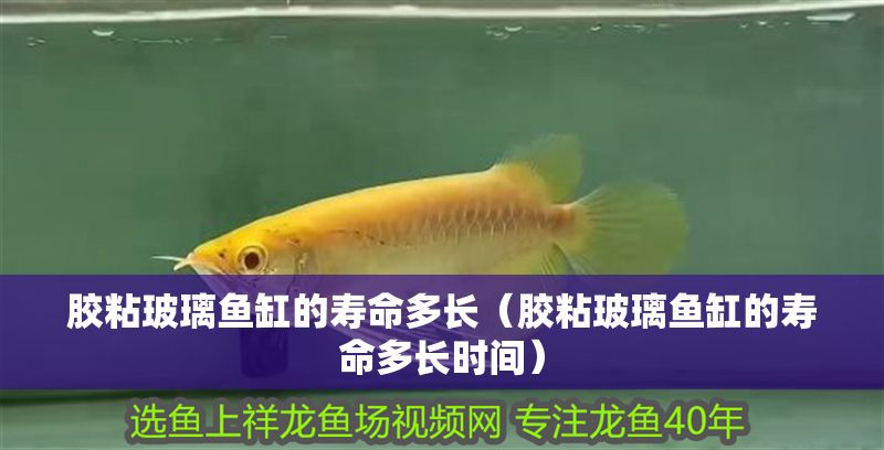 膠粘玻璃魚缸的壽命多長（膠粘玻璃魚缸的壽命多長時間）