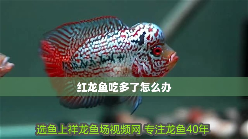 紅龍魚(yú)吃多了怎么辦