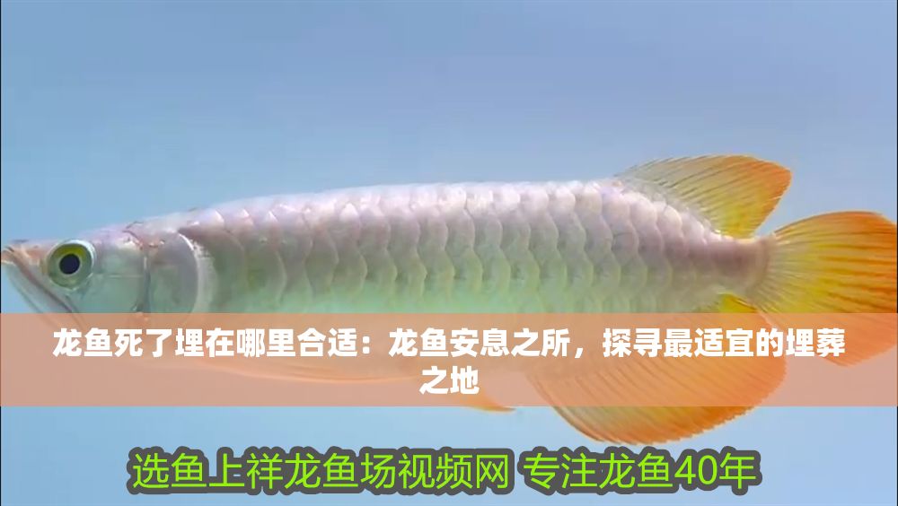 詳細閱讀:龍魚死了埋在哪里合適:龍魚安息之所,探尋最適宜的埋葬之地 龍魚死了埋在哪里合適:龍魚安息之所,探尋最適宜的埋葬之地