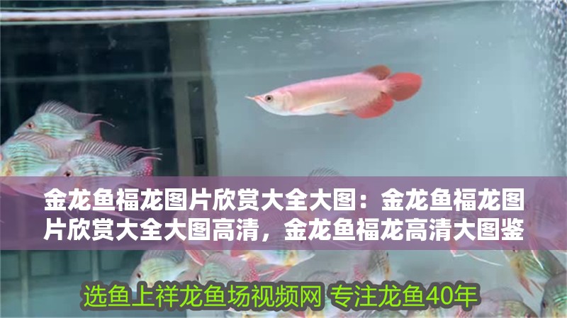 金龍魚福龍圖片欣賞大全大圖：金龍魚福龍圖片欣賞大全大圖高清，金龍魚福龍高清大圖鑒賞