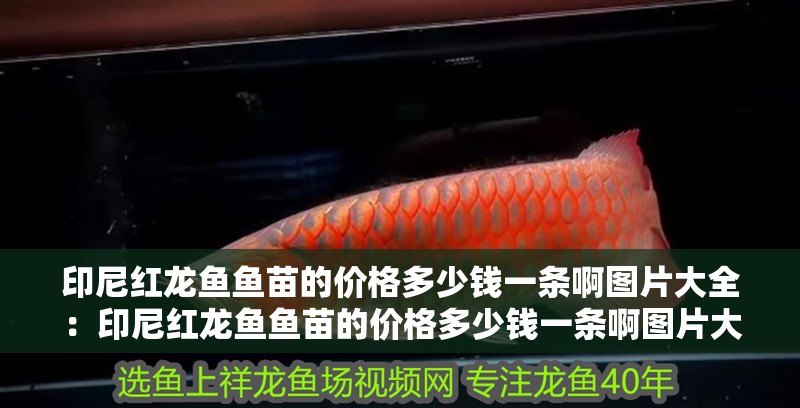 印尼紅龍魚魚苗的價格多少錢一條啊圖片大全：印尼紅龍魚魚苗的價格多少錢一條啊圖片大全視頻，紅龍魚魚苗價格及圖片視頻