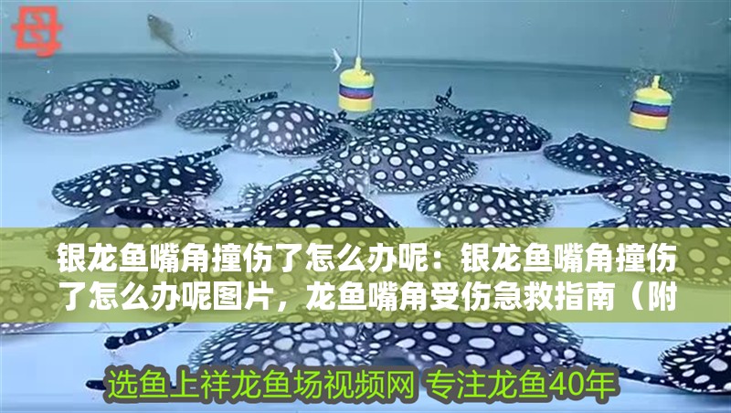 銀龍魚嘴角撞傷了怎么辦呢:銀龍魚嘴角撞傷了怎么辦呢圖片,龍魚嘴角受傷急救指南(附圖 水族問答 銀龍魚嘴角撞傷了怎么辦呢:銀龍魚嘴角撞傷了怎么辦呢圖片,龍魚嘴角受傷急救指南(附圖 銀龍魚嘴角撞傷了怎么辦呢:銀龍魚嘴角撞傷了怎么辦呢圖片,龍魚嘴角受傷急救指南(附圖 水族問答