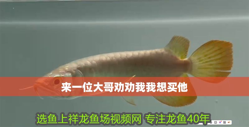 來一位大哥勸勸我我想買他