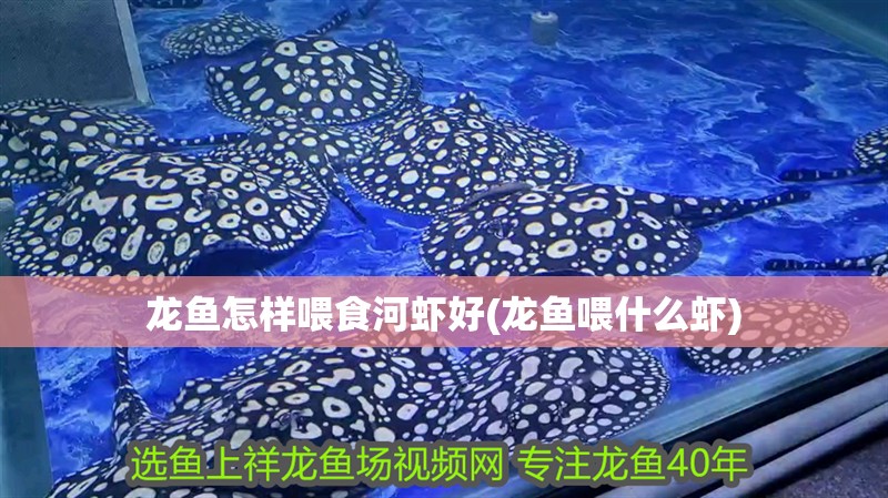 龍魚怎樣喂食河蝦好(龍魚喂什么蝦)