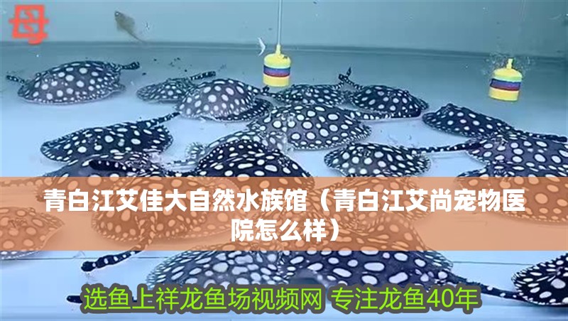 青白江艾佳大自然水族館（青白江艾尚寵物醫院怎么樣）