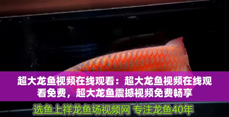 超大龍魚視頻在線觀看：超大龍魚視頻在線觀看免費，超大龍魚震撼視頻免費暢享