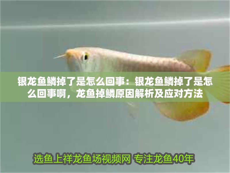 銀龍魚鱗掉了是怎么回事：銀龍魚鱗掉了是怎么回事啊，龍魚掉鱗原因解析及應對方法