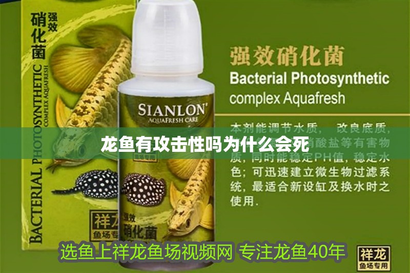 龍魚有攻擊性嗎為什么會死