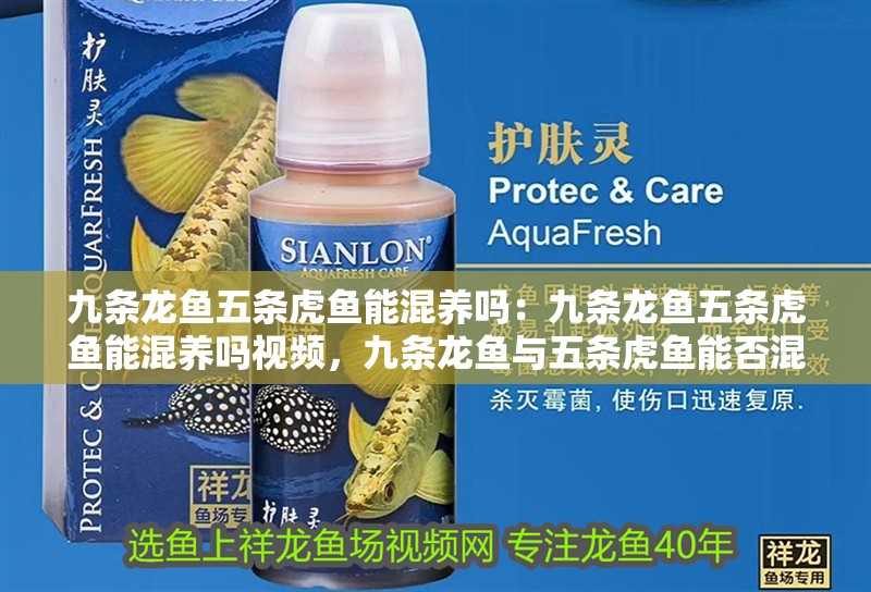 九條龍魚五條虎魚能混養嗎：九條龍魚五條虎魚能混養嗎視頻，九條龍魚與五條虎魚能否混養？視頻