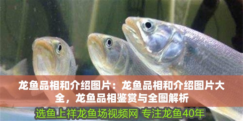龍魚品相和介紹圖片：龍魚品相和介紹圖片大全，龍魚品相鑒賞與全圖解析