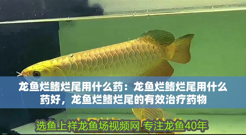 龍魚爛鰭爛尾用什么藥：龍魚爛鰭爛尾用什么藥好，龍魚爛鰭爛尾的有效治療藥物