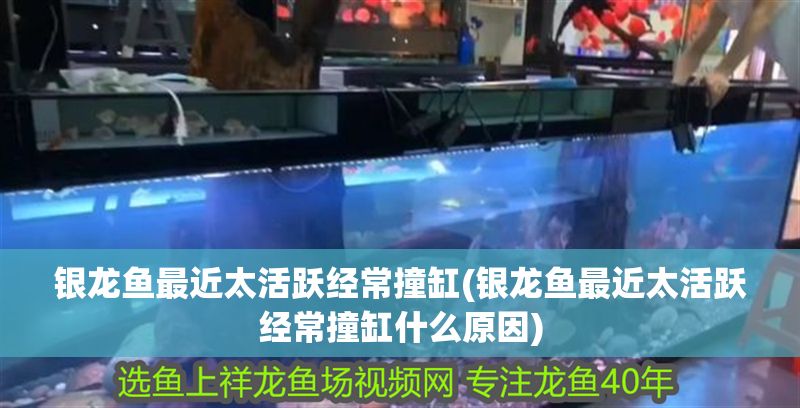 銀龍魚(yú)最近太活躍經(jīng)常撞缸(銀龍魚(yú)最近太活躍經(jīng)常撞缸什么原因)